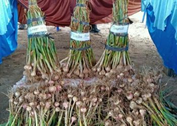 Uji Coba Kembangkan Varietas Lokal, Lembah Napu Siap Jadi Sentra Bawang Putih Nasional