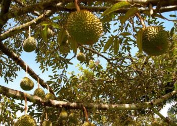 Tanaman Durian Bisa Turunkan Efek Gas Rumah Kaca