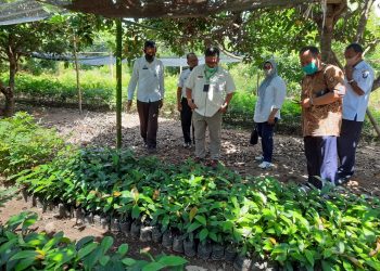 Benih Bermutu Jadi Kunci Utama Ungkit Daya Saing Komoditas Hortikultura