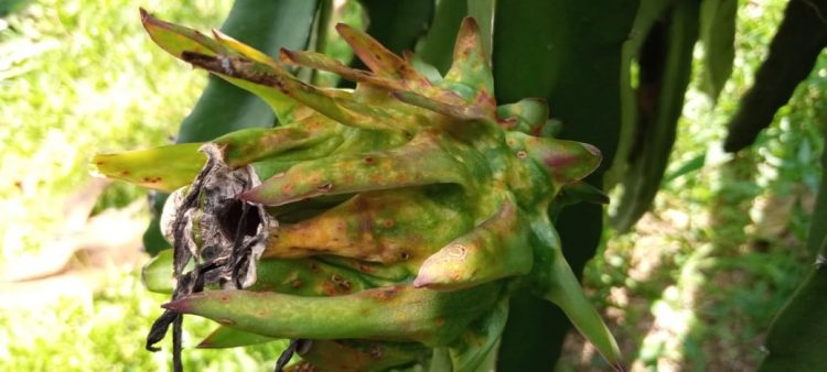 Catat! Jangan Anggap Remeh Penyakit Kanker Batang Buah Naga