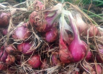 Di Tengah Pandemi, Petani Kulonprogo Rintis Bawang Merah Ramah Lingkungan