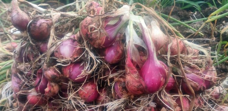 Di Tengah Pandemi, Petani Kulonprogo Rintis Bawang Merah Ramah Lingkungan