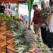 Nanas Pakpak, Ikon dari Ujung Barat Sumatera yang Siap Tembus Pasar Ekspor