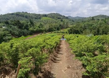 Antisipasi Perubahan Iklim, Kementan Intensifkan Irigasi Kabut