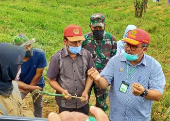 Menarik! Meski Musim Kemarau, Produksi Sayuran di Majalengka Tetap Melimpah