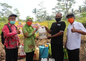 Atasi Patek, Petani Cabai Bisa Gunakan Paket Agens Hayati