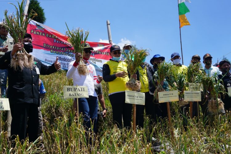 KABUPATEN BATANG SIAP JADI SENTRA BAWANG PUTIH NASIONAL