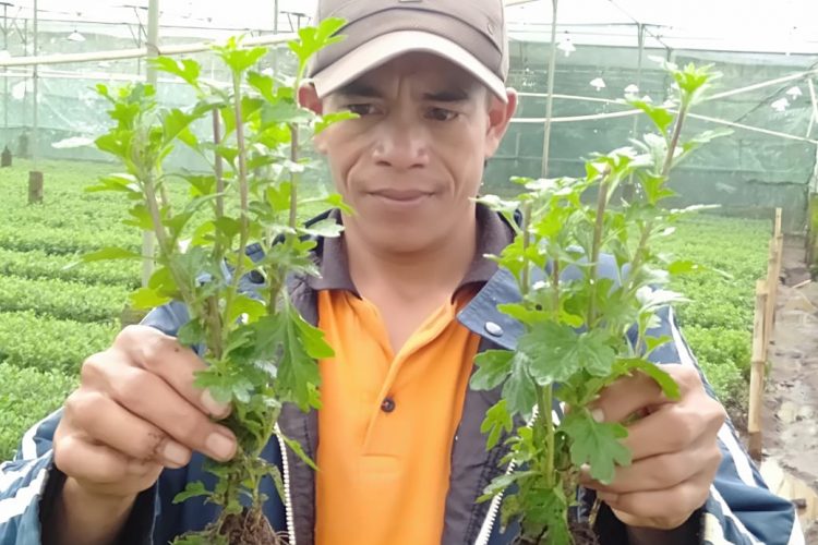 Permintaan Benih Florikultura Melonjak di Masa Pandemi