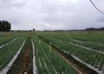 Kementan Kawal Budidaya Bawang Merah Ramah Lingkungan di Aceh