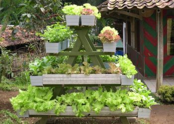 Sayuran Pekarangan Solusi Penuhi Kebutuhan Pangan Keluarga di Masa Pandemi