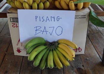 Sukabumi Targetkan Ekspor Pisang Bajo dalam Waktu Dekat