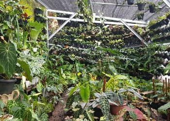 Bogor Bersiap Diri Rambah Ekspor Florikultura