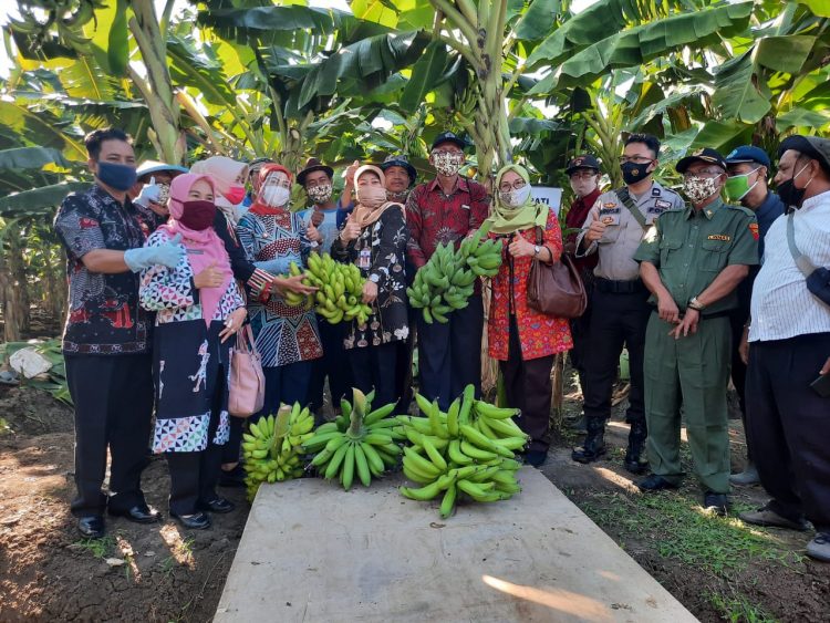 Pisang di Lahan Sawah Brebes Hasilkan Miyaran Rupiah