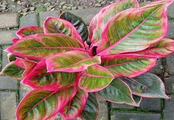 GELIAT AGLAONEMA PADA MASA PANDEMI