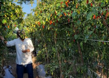 Wow! Ada Tanaman Cabai Melebihi Tinggi Manusia