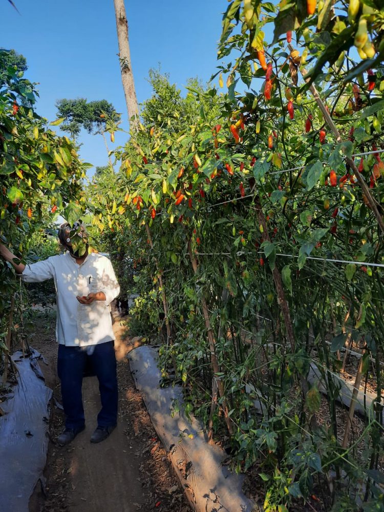 Wow! Ada Tanaman Cabai Melebihi Tinggi Manusia
