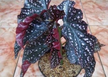 Tanaman Hias, Relaksasi Jiwa Sekaligus Raup Devisa