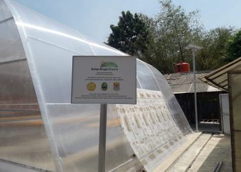 Solar Dryer dari Kementan Tingkatkan Nilai Tambah Produk Mangga di Tingkat Petani