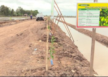 FOOD ESTATE KALTENG SULAP RAWA JADI KAWASAN BUAH DAN SAYUR