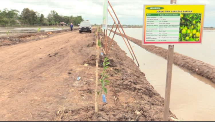 FOOD ESTATE KALTENG SULAP RAWA JADI KAWASAN BUAH DAN SAYUR