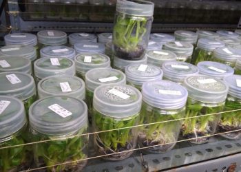 Pulihkan Ekonomi Nasional, Kementan Fokus Kembangkan Benih Unggul dan Prospektif