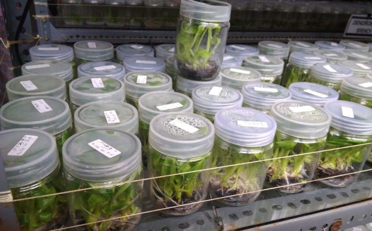 Pulihkan Ekonomi Nasional, Kementan Fokus Kembangkan Benih Unggul dan Prospektif