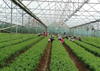 Kantongi US$ 22 Ribu, Kementan Yakini Ekspor Benih Tanaman Hias Tetap Langgeng