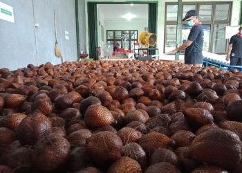 Guru Besar IPB: Kebijakan Impor Buah Pemerintah Pertimbangkan Kepentingan Petani