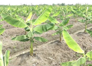 Kawasan Pisang Desa Buahdua Jamin Pasokan Bahan Baku Sale Pisang di Sumedang