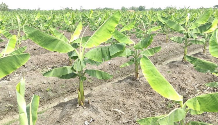 Kawasan Pisang Desa Buahdua Jamin Pasokan Bahan Baku Sale Pisang di Sumedang