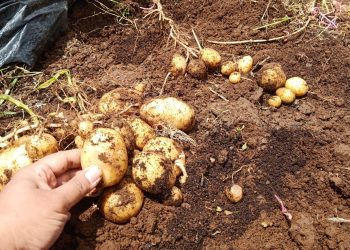 Menjadi Pemasok Kentang, Kabupaten Wonosobo Terus Kembangkan Benih Bermutu