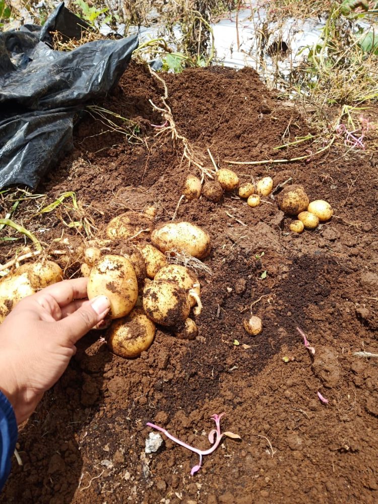 Menjadi Pemasok Kentang, Kabupaten Wonosobo Terus Kembangkan Benih Bermutu