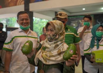 Petani Malang Kembangkan 30 Hektare Kawasan Alpukat