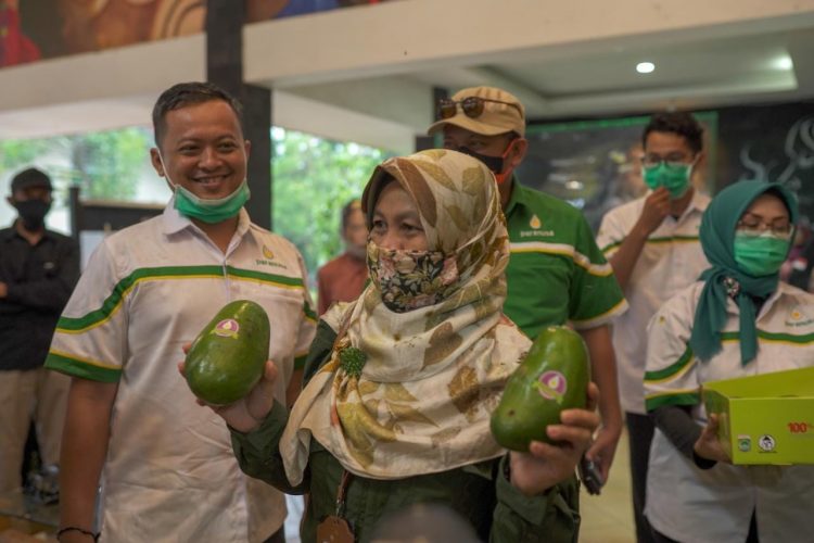 Petani Malang Kembangkan 30 Hektare Kawasan Alpukat