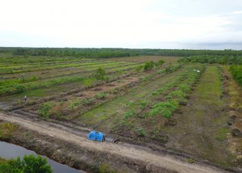 Pengembangan Food Estate Kalimantan Tengah Sentuh Solidaritas Masyarakat