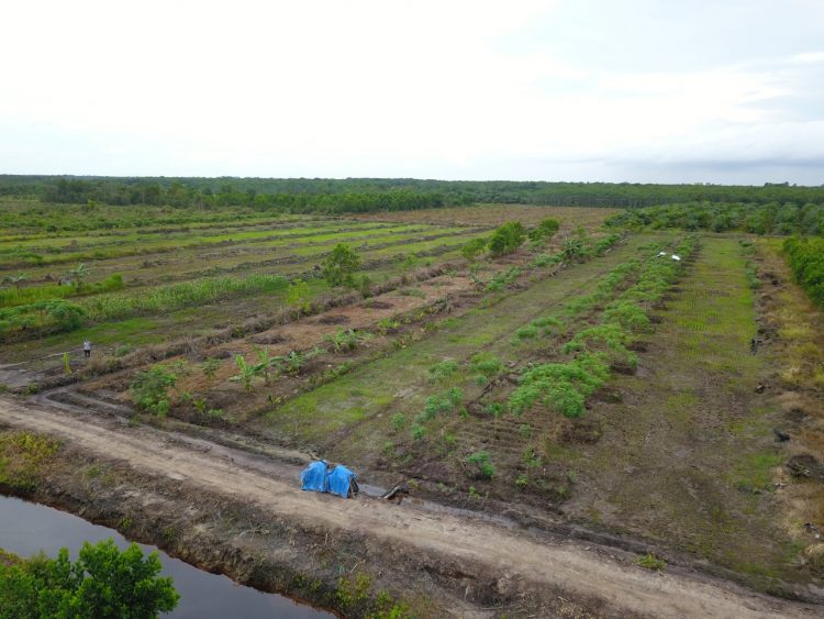 Pengembangan Food Estate Kalimantan Tengah Sentuh Solidaritas Masyarakat