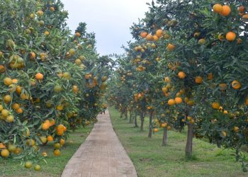 Integrasi TSP dan Agroeduwisata, Balitjestro : Sejahterakan Petani, Topang Ekonomi Bangsa