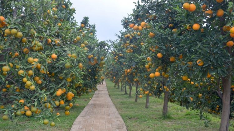 Integrasi TSP dan Agroeduwisata, Balitjestro : Sejahterakan Petani, Topang Ekonomi Bangsa