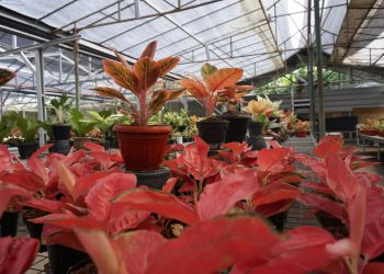 Banjir Permintaan Tanaman Hias : Omzet Hingga 1 Miliar