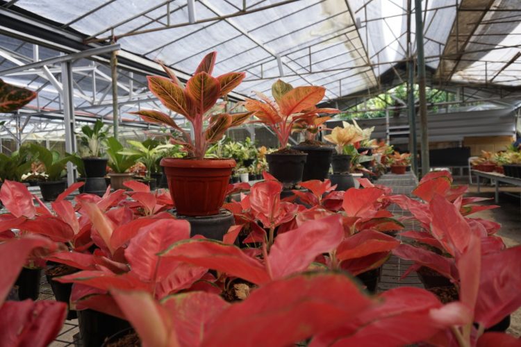 Banjir Permintaan Tanaman Hias : Omzet Hingga 1 Miliar