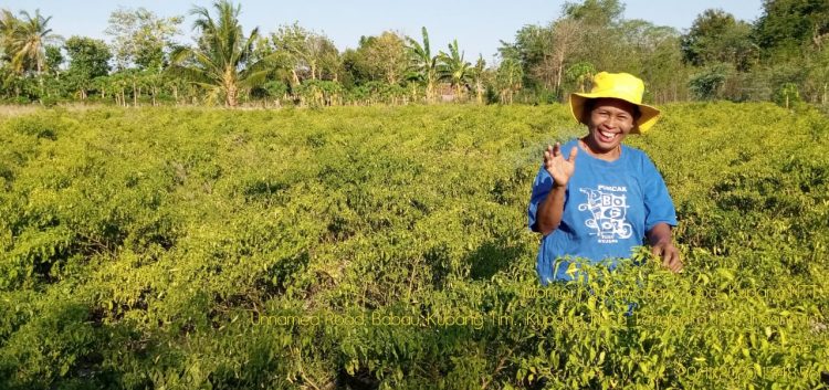 Kisah Petani NTT: Tanam Cabai Mampu Sekolahkan Anak Hingga Lulus Sarjana