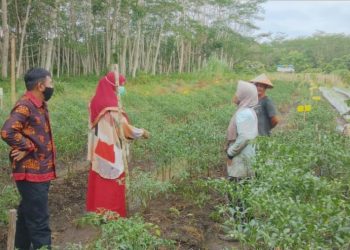 Food Estate Kalteng Ungkit Kesejahteraan Petani