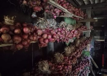 Kepahiang Siap Jadi Sentra Bawang Merah di Sumatera