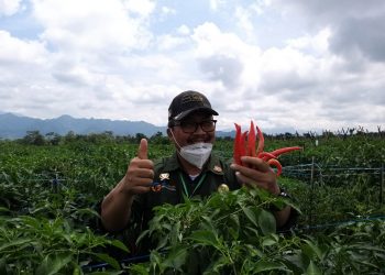 Panen Cabai: Dirjen Hortikultura Pastikan Pasokan Cabai Aman