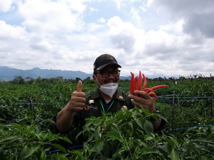 Panen Cabai: Dirjen Hortikultura Pastikan Pasokan Cabai Aman