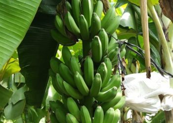 Konsumsi Buah Matang Alami, Tingkatkan Imunitas Diri