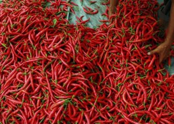 Kementan: Kenaikan Harga Cabai Hanya Sementara