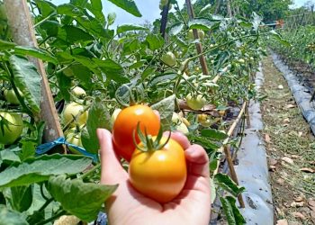 Berbasis OVOV, 1000 Kampung Hortikultura Fokus Pada Ekonomi Skala Luas