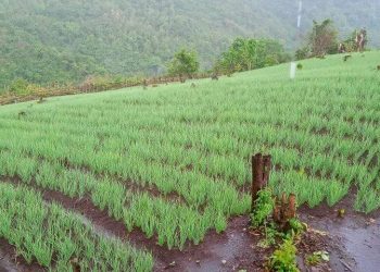 Permintaan Buah dan Sayur Tinggi, Subsektor Hortikultura Tumbuh Positif 7,85 Persen di Kuartal ke IV 2020