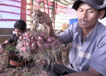Petani Lokasi Food Estate Mulai Panen